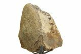 Fossil Hadrosaur Vertebra Section w/ Metal Stand - South Dakota #350607-1